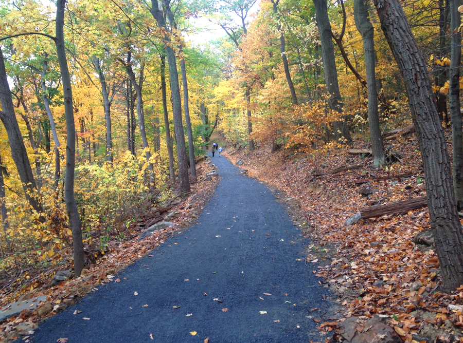 trail in woods